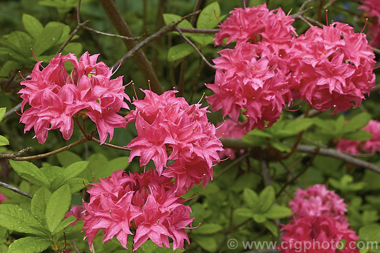 Rhododendron (deciduous azalea</i>) 'Homebush', a Knap. Hill hybrid raised by Waterer of England and introduced by Slocock in the mid-1920s. It has small semi-double flowers