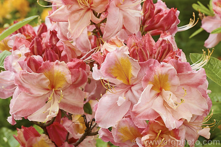 Rhododendron (deciduous azalea</i>) 'Kathleen', this hybrid with large pink and orange flowers is the form commonly sold in New Zealand It does not really match the description of the original. Knap. Hill azalea