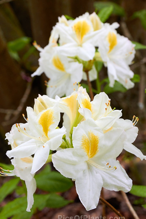 <i>Rhododendron</i> (deciduous azalea</i>) 'Persil', a Knap Hill hybrid that was among those sold to Slocock's in the 1920s and 30s and then developed and introduced by them. It was named after the washing powder that was promoted as making whites 