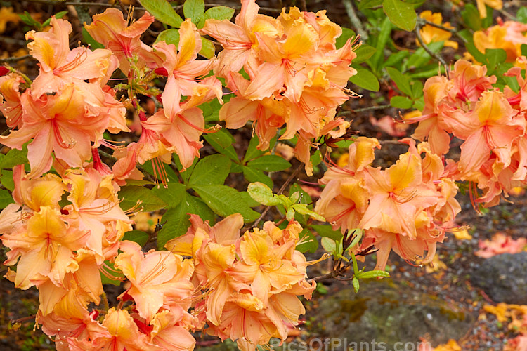 <i>Rhododendron</i> (deciduous azalea</i>) 'Giant Orange' (syn. 'Melford Giant Orange'), an Ilam hybrid raised by Dr. Yeates of Palmerston North, New Zealand. It can grow to around 4m tall Order: Ericales, Family: Ericaceae