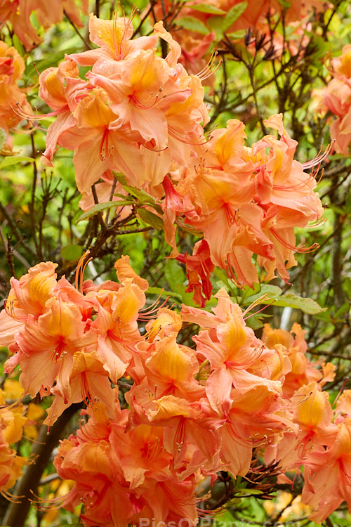 <i>Rhododendron</i> (deciduous azalea</i>) 'Giant Orange' (syn. 'Melford Giant Orange'), an Ilam hybrid raised by Dr. Yeates of Palmerston North, New Zealand. It can grow to around 4m tall Order: Ericales, Family: Ericaceae