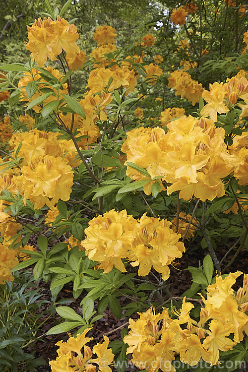 Rhododendron (deciduous azalea</i>) 'Ilam. Yellow W' (syn 'Melford Flame'), an Ilam hybrid introduced by Blue Mountain Nurseries of Tapanui, New Zealand It grows to around 2m high and wide