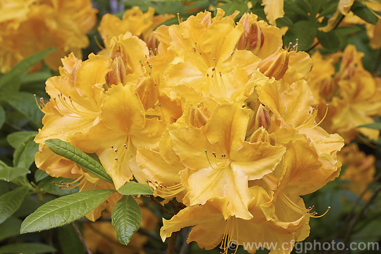 Rhododendron (deciduous azalea</i>) 'Ilam. Yellow W' (syn 'Melford Flame'), an Ilam hybrid introduced by Blue Mountain Nurseries of Tapanui, New Zealand It grows to around 2m high and wide