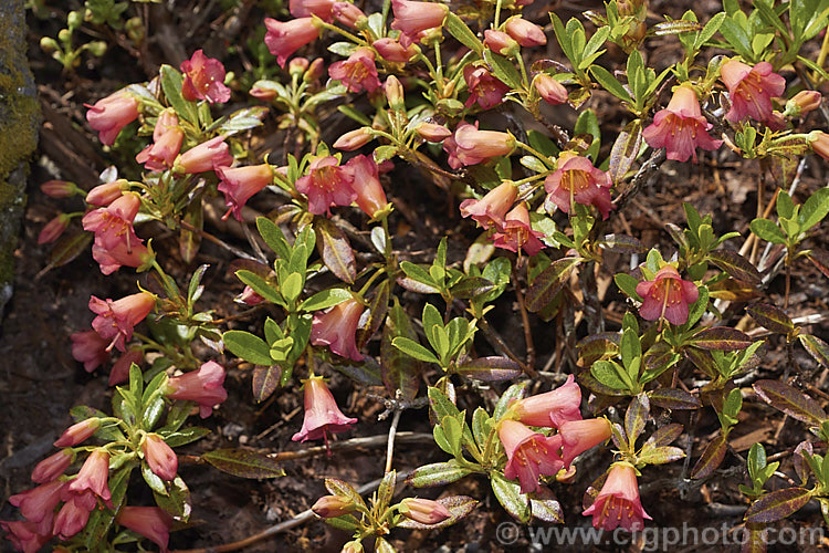 Rhododendron campylogynum var. myrtilloides (syn. Rhododendron myrtilloides</i>), a vdery small natural variety of an alpine rhododendron native to the Himalayas, where it occurs at elevations of 3000-4200m. Its small thimble- to bell-shaped flowers occur in a range of colours. Those of var. myrtilloides tend to be pink, sometimes with orange tones