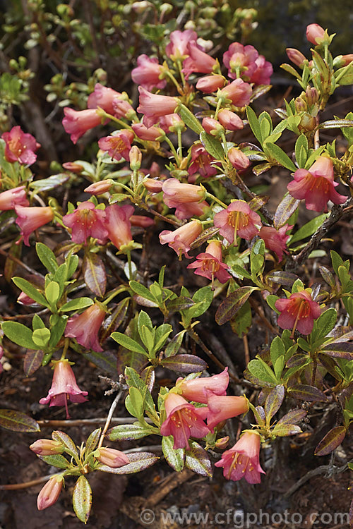 Rhododendron campylogynum var. myrtilloides (syn. Rhododendron myrtilloides</i>), a vdery small natural variety of an alpine rhododendron native to the Himalayas, where it occurs at elevations of 3000-4200m. Its small thimble- to bell-shaped flowers occur in a range of colours. Those of var. myrtilloides tend to be pink, sometimes with orange tones