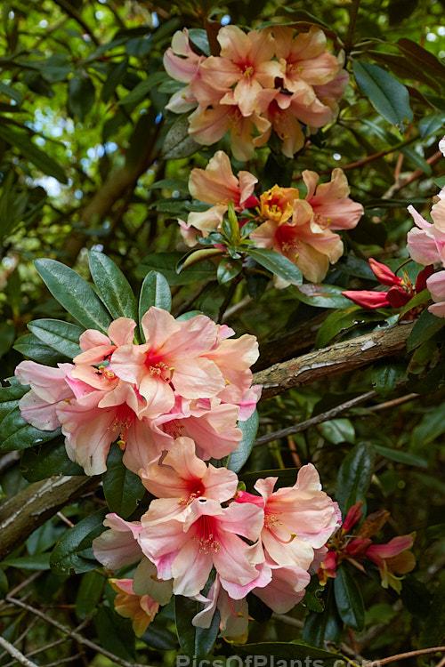 <i>Rhododendron</i> 'Katie' (<i>Rhododendron polyandrum</i> x 'Sirius'), a 2-3m tall, late-flowering hybrid raised and introduced by Felix Jury of New Zealand. The flowers are mildly scented. Order: Ericales, Family: Ericaceae