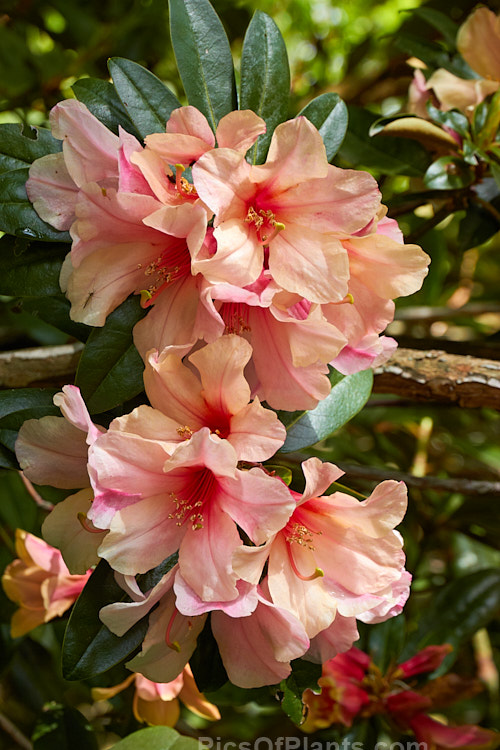<i>Rhododendron</i> 'Katie' (<i>Rhododendron polyandrum</i> x 'Sirius'), a 2-3m tall, late-flowering hybrid raised and introduced by Felix Jury of New Zealand. The flowers are mildly scented. Order: Ericales, Family: Ericaceae