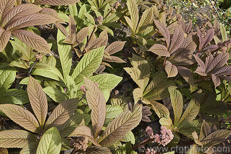 Rodgersia 'Irish Bronze', a bronze-green-leafed hybrid that has sprays of minute white flowers that open from pink buds. The foliage colour is most intense before the leaves are fully expanded. The flower stems can be up to 15m tall and the plant eventually forms large clumps. rodgersia-2722htm'>Rodgersia. <a href='saxifragaceae-plant-family-photoshtml'>Saxifragaceae</a>.