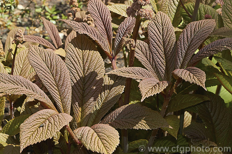 Rodgersia 'Irish Bronze', a bronze-green-leafed hybrid that has sprays of minute white flowers that open from pink buds. The foliage colour is most intense before the leaves are fully expanded. The flower stems can be up to 15m tall and the plant eventually forms large clumps. rodgersia-2722htm'>Rodgersia. <a href='saxifragaceae-plant-family-photoshtml'>Saxifragaceae</a>.