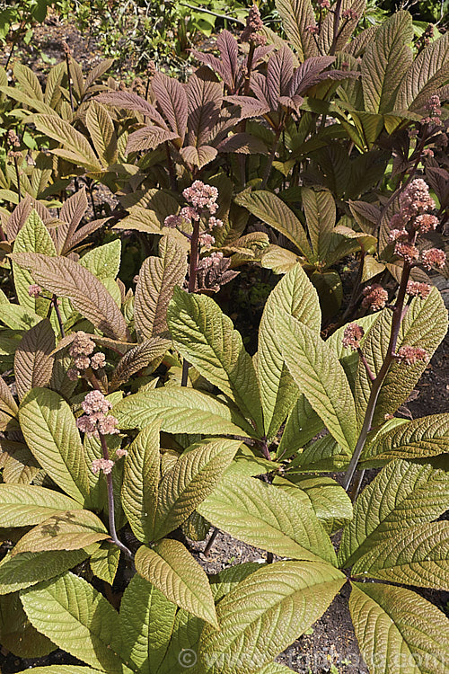 Rodgersia 'Irish Bronze', a bronze-green-leafed hybrid that has sprays of minute white flowers that open from pink buds. The foliage colour is most intense before the leaves are fully expanded. The flower stems can be up to 15m tall and the plant eventually forms large clumps. rodgersia-2722htm'>Rodgersia. <a href='saxifragaceae-plant-family-photoshtml'>Saxifragaceae</a>.