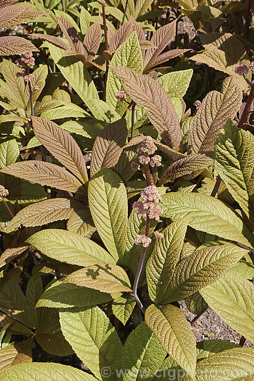 Rodgersia 'Irish Bronze', a bronze-green-leafed hybrid that has sprays of minute white flowers that open from pink buds. The foliage colour is most intense before the leaves are fully expanded. The flower stems can be up to 15m tall and the plant eventually forms large clumps. rodgersia-2722htm'>Rodgersia. <a href='saxifragaceae-plant-family-photoshtml'>Saxifragaceae</a>.