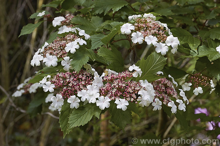 Viburnum sargentii (syn. Viburnum opulus var. cabescens</i>), a spring-flowering deciduous shrub found from western and northern China to eastern Siberia and Japan. It grows to around 3m tall, with toothed and lobed leaves to 12cm long. The white flowers open from red-tinted buds and are followed by red fruits. Cultivars of varying size, flower colour and fruit colour are available. viburnum-2081htm'>Viburnum.. viburnum-2081htm'>Viburnum. <a href='adoxaceae-plant-family-photoshtml'>Adoxaceae</a>.