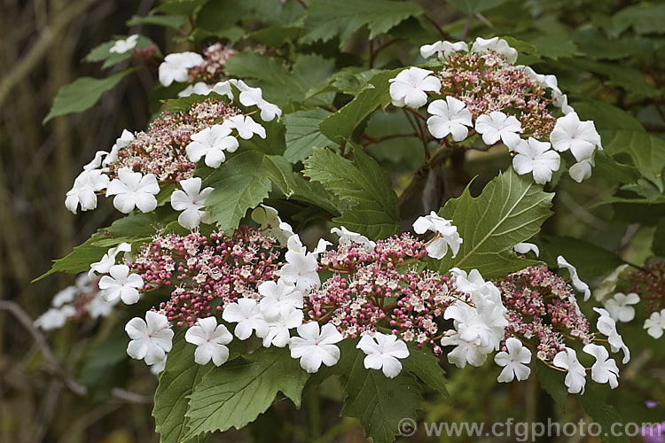 Viburnum sargentii (syn. Viburnum opulus var. cabescens</i>), a spring-flowering deciduous shrub found from western and northern China to eastern Siberia and Japan. It grows to around 3m tall, with toothed and lobed leaves to 12cm long. The white flowers open from red-tinted buds and are followed by red fruits. Cultivars of varying size, flower colour and fruit colour are available. viburnum-2081htm'>Viburnum.. viburnum-2081htm'>Viburnum. <a href='adoxaceae-plant-family-photoshtml'>Adoxaceae</a>.