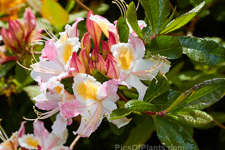 Western Azalea (<i>Rhododendron occidentale</i>), a fragrant-flowered deciduous shrub native to the western coast of the United States. It is a large bush that can grow to 4m high and wide. Order: Ericales, Family: Ericaceae