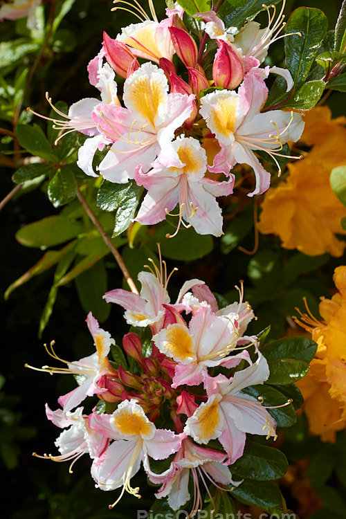 Western Azalea (<i>Rhododendron occidentale</i>), a fragrant-flowered deciduous shrub native to the western coast of the United States. It is a large bush that can grow to 4m high and wide. Order: Ericales, Family: Ericaceae