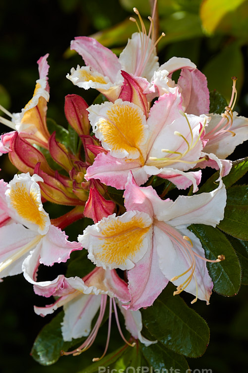 Western Azalea (<i>Rhododendron occidentale</i>), a fragrant-flowered deciduous shrub native to the western coast of the United States. It is a large bush that can grow to 4m high and wide. Order: Ericales, Family: Ericaceae