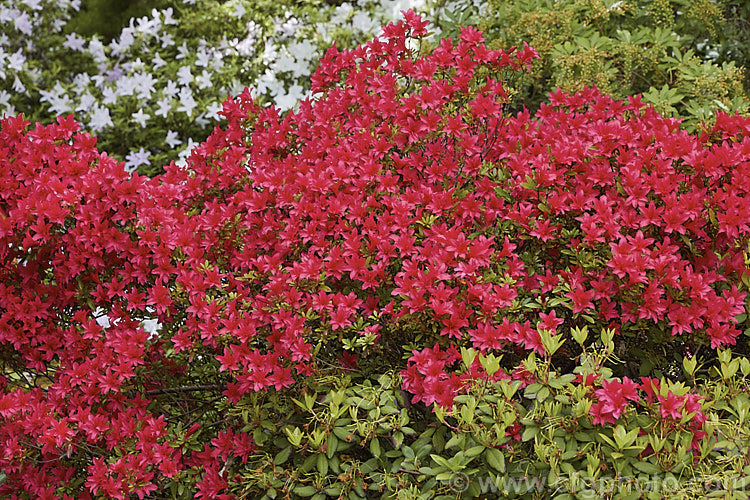 Rhododendron (evergreen azalea</i>) 'Scarlet Prince' (syn 'Yaye. Hiryu'), this 1 m tall x 15m wide spring-flowering shrub was one of the original. Wilson. Kurume azaleas (<i>No39). Its bright red flowers are of the hose-in-hose form