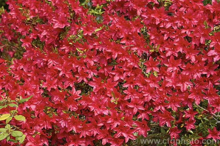 Rhododendron (evergreen azalea</i>) 'Scarlet Prince' (syn 'Yaye. Hiryu'), this 1 m tall x 15m wide spring-flowering shrub was one of the original. Wilson. Kurume azaleas (<i>No39). Its bright red flowers are of the hose-in-hose form