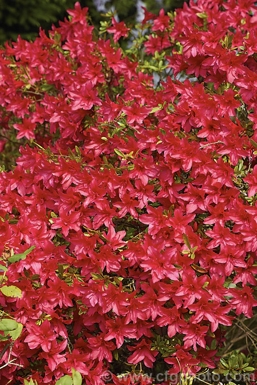 Rhododendron (evergreen azalea</i>) 'Scarlet Prince' (syn 'Yaye. Hiryu'), this 1 m tall x 15m wide spring-flowering shrub was one of the original. Wilson. Kurume azaleas (<i>No39). Its bright red flowers are of the hose-in-hose form