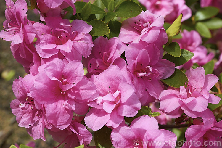 Rhododendron (evergreen azalea</i>) 'Rosebud', a Vuyk. Kaempferi hybrid that flowers mid-season to late and grows to around 1m tall x 12m wide. It is a full hose-in-hose double and because of this and its great hardiness it has been widely used in hybridising