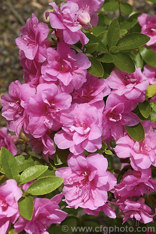 Rhododendron (evergreen azalea</i>) 'Rosebud', a Vuyk. Kaempferi hybrid that flowers mid-season to late and grows to around 1m tall x 12m wide. It is a full hose-in-hose double and because of this and its great hardiness it has been widely used in hybridising
