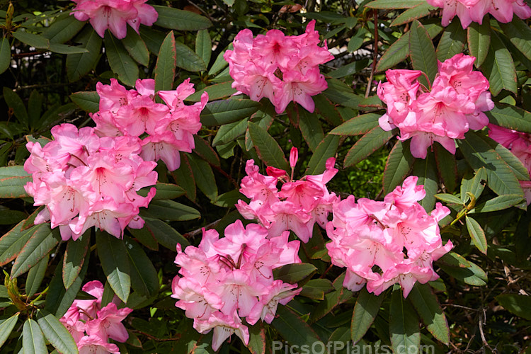 <i>Rhododendron</i> 'Merle Lee' ('Azor' selfed</i>), an unusually coloured hybrid, both in its two-toned flower and its grey-blue-green foliage. It is not a particularly tall bush, around 2m, but can be quite wide-spreading. The foliage burns easily an is best with some shade. It was raised by Esch of the United States and was introduced in 1954. Order: Ericales, Family: Ericaceae