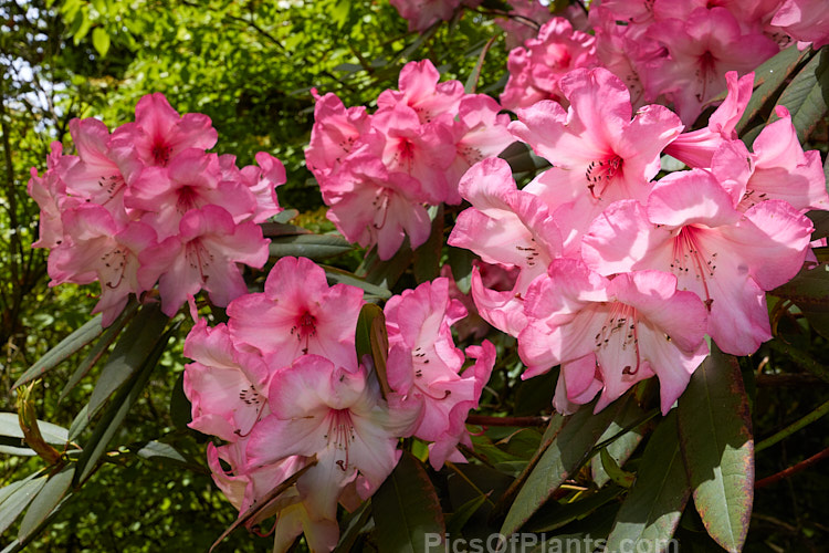 <i>Rhododendron</i> 'Merle Lee' ('Azor' selfed</i>), an unusually coloured hybrid, both in its two-toned flower and its grey-blue-green foliage. It is not a particularly tall bush, around 2m, but can be quite wide-spreading. The foliage burns easily an is best with some shade. It was raised by Esch of the United States and was introduced in 1954. Order: Ericales, Family: Ericaceae