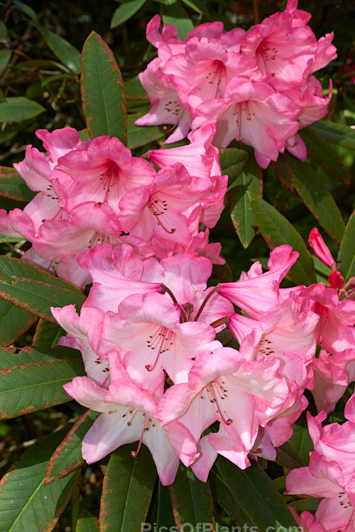 <i>Rhododendron</i> 'Merle Lee' ('Azor' selfed</i>), an unusually coloured hybrid, both in its two-toned flower and its grey-blue-green foliage. It is not a particularly tall bush, around 2m, but can be quite wide-spreading. The foliage burns easily an is best with some shade. It was raised by Esch of the United States and was introduced in 1954. Order: Ericales, Family: Ericaceae