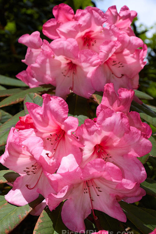 <i>Rhododendron</i> 'Merle Lee' ('Azor' selfed</i>), an unusually coloured hybrid, both in its two-toned flower and its grey-blue-green foliage. It is not a particularly tall bush, around 2m, but can be quite wide-spreading. The foliage burns easily an is best with some shade. It was raised by Esch of the United States and was introduced in 1954. Order: Ericales, Family: Ericaceae