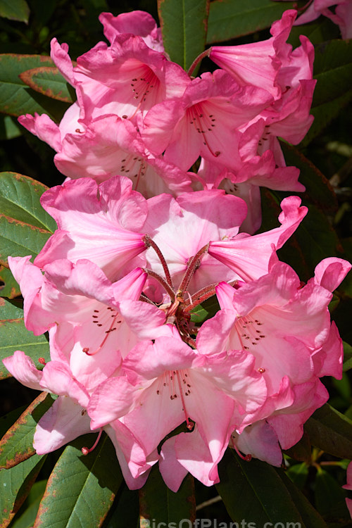 <i>Rhododendron</i> 'Merle Lee' ('Azor' selfed</i>), an unusually coloured hybrid, both in its two-toned flower and its grey-blue-green foliage. It is not a particularly tall bush, around 2m, but can be quite wide-spreading. The foliage burns easily an is best with some shade. It was raised by Esch of the United States and was introduced in 1954. Order: Ericales, Family: Ericaceae