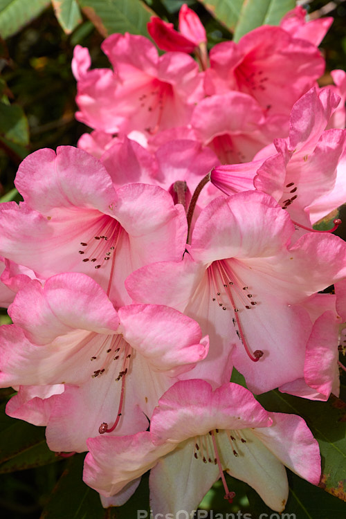<i>Rhododendron</i> 'Merle Lee' ('Azor' selfed</i>), an unusually coloured hybrid, both in its two-toned flower and its grey-blue-green foliage. It is not a particularly tall bush, around 2m, but can be quite wide-spreading. The foliage burns easily an is best with some shade. It was raised by Esch of the United States and was introduced in 1954. Order: Ericales, Family: Ericaceae