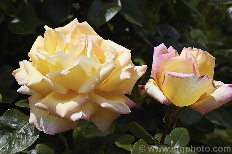 Rosa 'Peace' (syns 'Gioia', 'Gloria. Dei, 'Madame Antoine. Meilland' ['seedling x 'Margaret McGredy']), a Large-flowered (<i>Hybrid Tea</i>) bush raised by Meilland of France and introduced in 1945. Order: Rosales, Family: Rosaceae