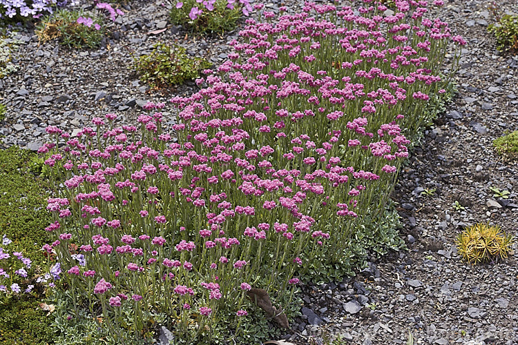 Antennaria dioica 'Nyewood', a deep pink-flowered cultivar of a normally white- to pale pink-flowered, spring-blooming, mat-forming Northern Hemisphere perennial that is densely covered with silver-grey hair. antennaria-2342htm'>Antennaria.