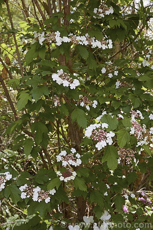 Viburnum sargentii (syn. Viburnum opulus var. cabescens</i>), a spring-flowering deciduous shrub found from western and northern China to eastern Siberia and Japan. It grows to around 3m tall, with toothed and lobed leaves to 12cm long. The white flowers open from red-tinted buds and are followed by red fruits. Cultivars of varying size, flower colour and fruit colour are available. viburnum-2081htm'>Viburnum.. viburnum-2081htm'>Viburnum. <a href='adoxaceae-plant-family-photoshtml'>Adoxaceae</a>.
