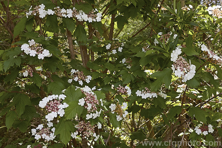 Viburnum sargentii (syn. Viburnum opulus var. cabescens</i>), a spring-flowering deciduous shrub found from western and northern China to eastern Siberia and Japan. It grows to around 3m tall, with toothed and lobed leaves to 12cm long. The white flowers open from red-tinted buds and are followed by red fruits. Cultivars of varying size, flower colour and fruit colour are available. viburnum-2081htm'>Viburnum.. viburnum-2081htm'>Viburnum. <a href='adoxaceae-plant-family-photoshtml'>Adoxaceae</a>.