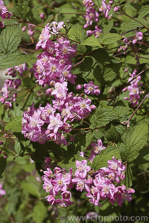 Deutzia x elegantissima 'Rosalind' (<i>Deutzia purpurascens x Deutzia sieboldiana</i>), a deep pink-flowered cultivar of deciduous, late spring-flowering shrub that was originally bred by Lémoine of France, who was more famous for his lilacs (<i>Syringa</i>). deutzia-2232htm'>Deutzia. <a href='hydrangeaceae-plant-family-photoshtml'>Hydrangeaceae</a>.