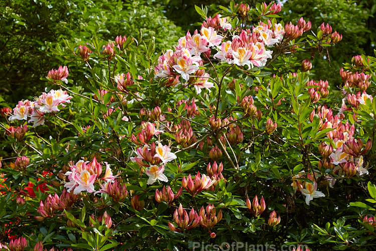 Western Azalea (<i>Rhododendron occidentale</i>), a fragrant-flowered deciduous shrub native to the western coast of the United States. It is a large bush that can grow to 4m high and wide. Order: Ericales, Family: Ericaceae