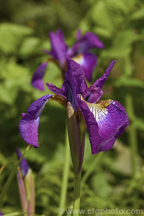 Iris sanguinea, a series. Sibiricae iris similar to the type species, I sibirica, and native to southeast Russia, Japan and Korea. It grows to around 75cm high. This is the form previously known as Iris nertschinskia.
