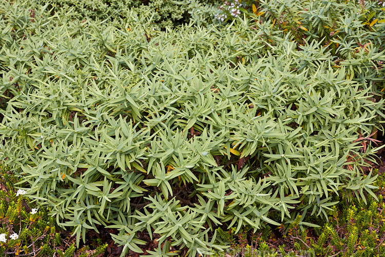 <i>Veronica albicans</i> (syn. <i>Hebe recurva</i>) 'Aoira', a compact, narrow-leaved cultivar of a low, spreading, summer-flowering, evergreen shrub found in the northwest of the South Island of New Zealand. It grows 40-50cm tall but can be over 1m wide. Order: Lamiales, Family: Plantaginaceae