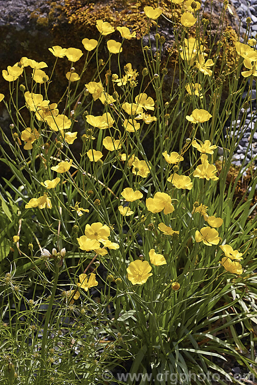 Grassy-leafed. Buttercup (<i>Ranunculus gramineus</i>), a narrow-leaved, spring-flowering perennial from southern Europe and North Africa. The flower stems vary in height from 20-50 cm tall Order: Ranunculales, Family: Ranunculaceae