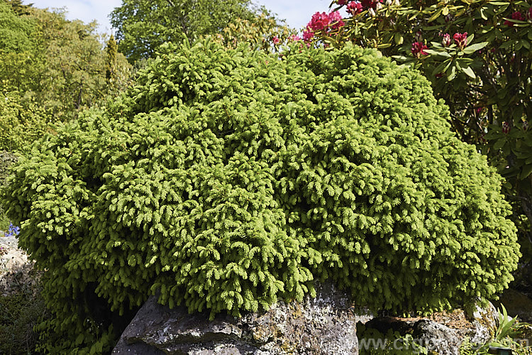 <i>Abies balsamea</i> 'Nana', a very dwarf rounded to spreading form of the Balsam Fir or Balm of Gilead, an evergreen coniferous tree native to northern North America. Order: Pinales, Family: Pinaceae