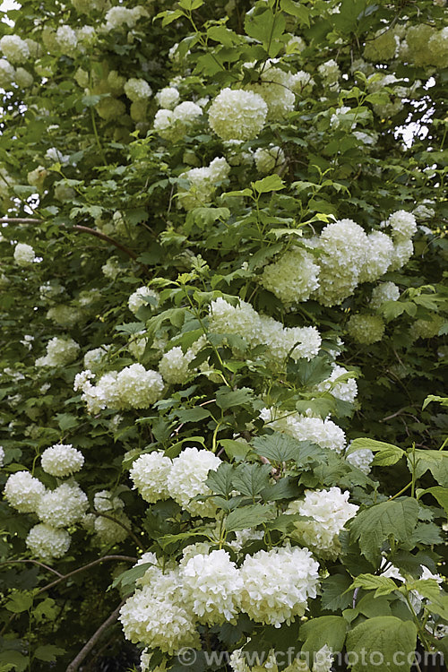 Viburnum opulus 'Roseum' (syn 'Sterile'), a 4-5m tall cultivar of the Guelder. Rose, a Eurasian deciduous shrub 'Roseum' has double white flowers that are composed entirely of sterile bracts. Occasionally the flowerheads redden with age. It is often colloquially known as the snowball tree. viburnum-2081htm'>Viburnum.. viburnum-2081htm'>Viburnum. <a href='adoxaceae-plant-family-photoshtml'>Adoxaceae</a>.