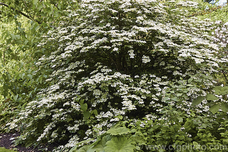 Viburnum plicatum 'Pink Beauty', a cultivar of a common. Chinese and Japanese spring-flowering deciduous shrub 'Pink Beauty' has relatively small leaves and conspicuous sterile flowers with white bracts that age to bright pink. viburnum-2081htm'>Viburnum.. viburnum-2081htm'>Viburnum. <a href='adoxaceae-plant-family-photoshtml'>Adoxaceae</a>.