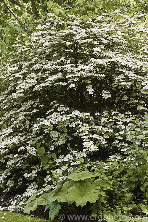 Viburnum plicatum 'Pink Beauty', a cultivar of a common. Chinese and Japanese spring-flowering deciduous shrub 'Pink Beauty' has relatively small leaves and conspicuous sterile flowers with white bracts that age to bright pink. viburnum-2081htm'>Viburnum.. viburnum-2081htm'>Viburnum. <a href='adoxaceae-plant-family-photoshtml'>Adoxaceae</a>.
