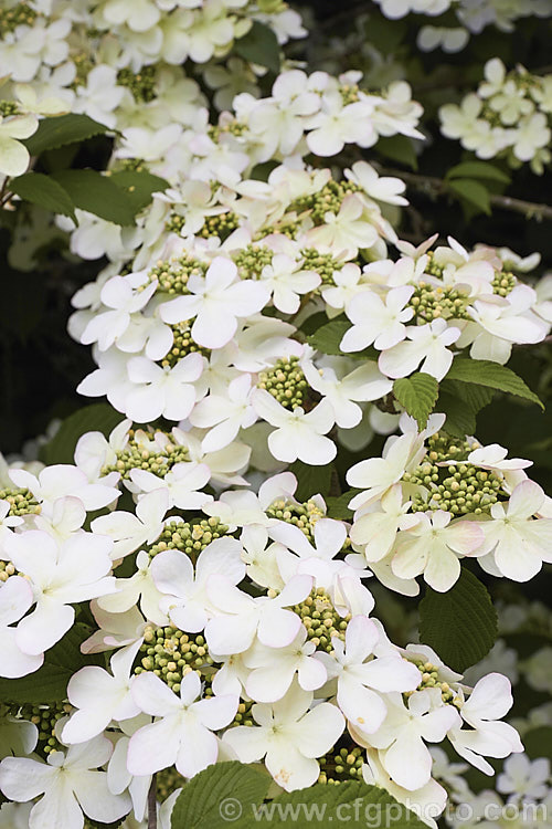 Viburnum plicatum 'Pink Beauty', a cultivar of a common. Chinese and Japanese spring-flowering deciduous shrub 'Pink Beauty' has relatively small leaves and conspicuous sterile flowers with white bracts that age to bright pink. viburnum-2081htm'>Viburnum.. viburnum-2081htm'>Viburnum. <a href='adoxaceae-plant-family-photoshtml'>Adoxaceae</a>.