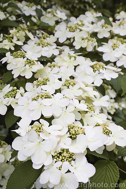Viburnum plicatum 'Pink Beauty', a cultivar of a common. Chinese and Japanese spring-flowering deciduous shrub 'Pink Beauty' has relatively small leaves and conspicuous sterile flowers with white bracts that age to bright pink. viburnum-2081htm'>Viburnum.. viburnum-2081htm'>Viburnum. <a href='adoxaceae-plant-family-photoshtml'>Adoxaceae</a>.