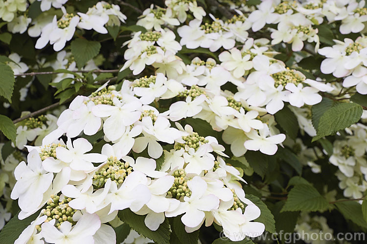 Viburnum plicatum 'Pink Beauty', a cultivar of a common. Chinese and Japanese spring-flowering deciduous shrub 'Pink Beauty' has relatively small leaves and conspicuous sterile flowers with white bracts that age to bright pink. viburnum-2081htm'>Viburnum.. viburnum-2081htm'>Viburnum. <a href='adoxaceae-plant-family-photoshtml'>Adoxaceae</a>.
