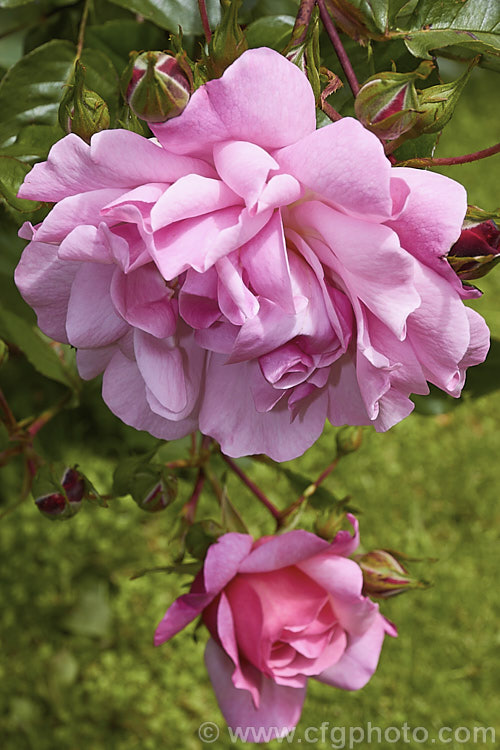 Rosa 'Marcel Bourgouin' ('Blanche. Moreau' x 'Abel. Carriere' [syns 'Belle des Jardins', 'Le. Jacobin']), a Hybrid Perpetual shrub rose bred in 1899 by Corboeuf of France. It has fragrant flowers in spring or early summer and is sometimes classified as a Gallica. Order: Rosales, Family: Rosaceae