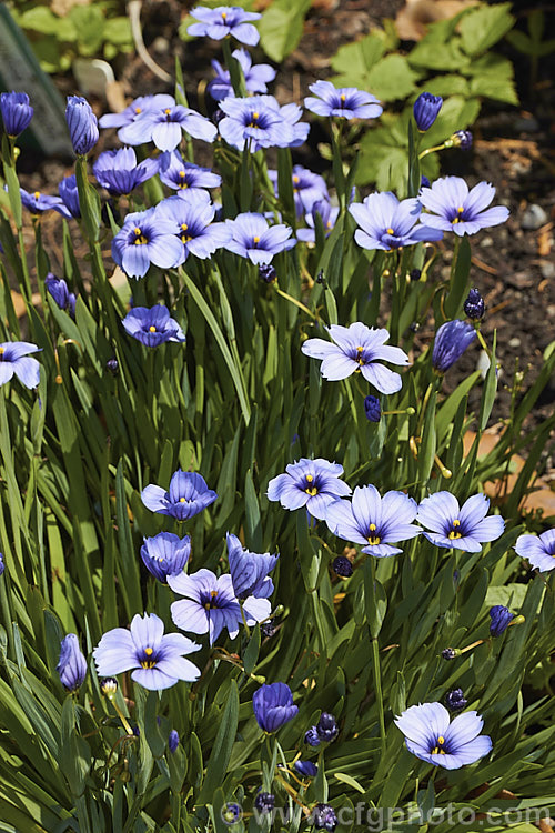 Sisyrinchium 'Devon. Skies', a British-raised Blue-eyed. Grass hybrid that is similar to Sisyrinchium bellum but flowers later and for longer. It makes quite a dense foliage clump and is around 25cm high when in flower