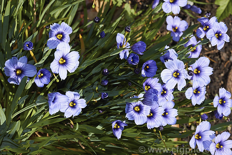 Sisyrinchium 'Devon. Skies', a British-raised Blue-eyed. Grass hybrid that is similar to Sisyrinchium bellum but flowers later and for longer. It makes quite a dense foliage clump and is around 25cm high when in flower
